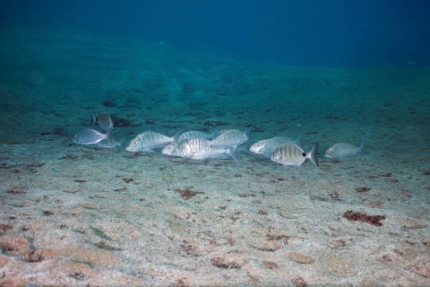Shoal of marble sea bream