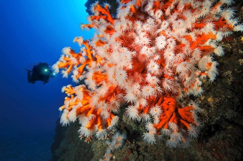 Outstretched polyps with white tentacles of red tree coral