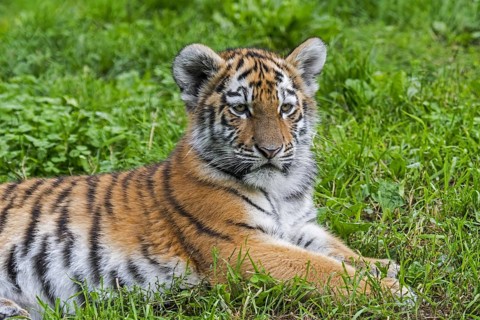Siberian tiger