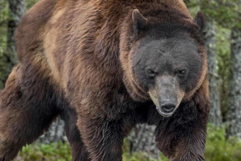 Close-up of European brown bear