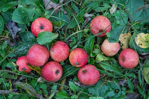 Fallen fruit in the grass