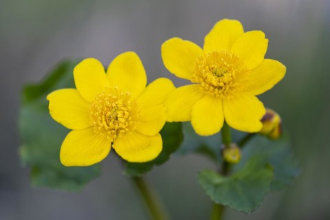 Marsh marigold