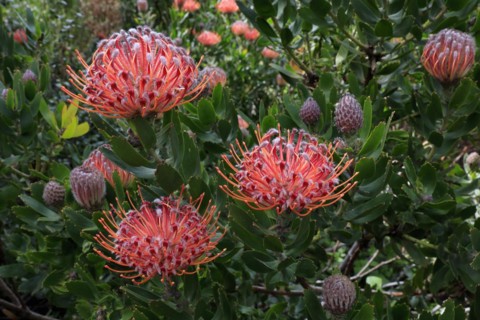 Pincushion Protea