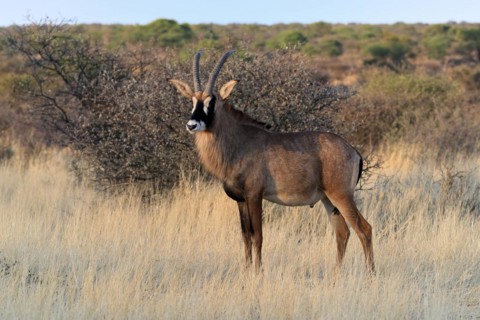 Roan antelope