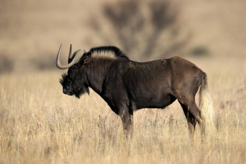 White-tailed gnu