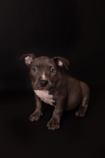 Puppy American Pit Bull Terrier sit on black background in studio
