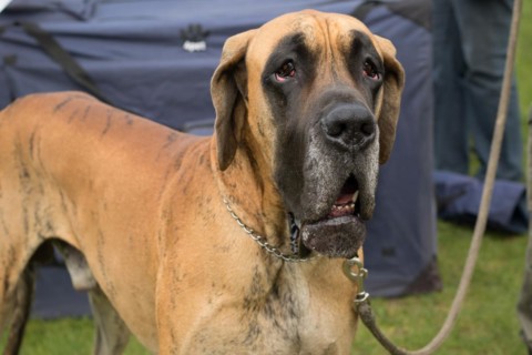Dog Show. Rybnik