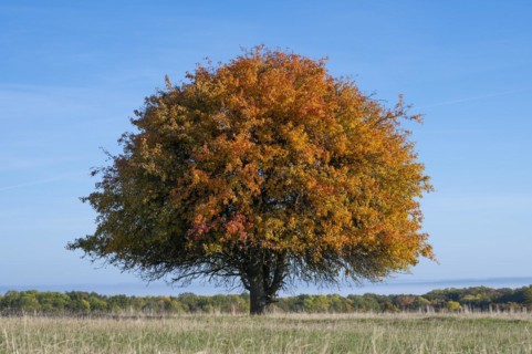 European pear