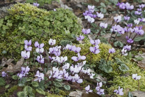 Eastern cyclamen