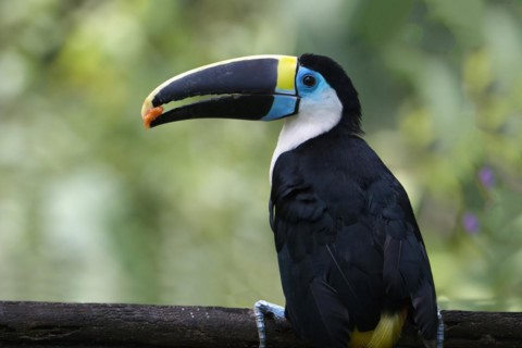 White-throated toucan