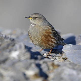 Alpine Accentor