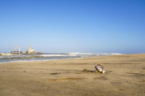 Closeup of Mussel shell on the beach with beautiful scenery background of the abandoned shipwreck