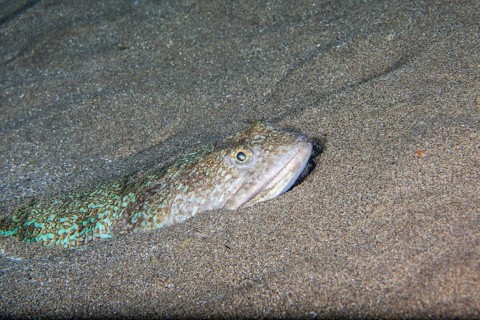 Atlantic lizardfish
