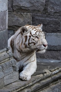 White tiger