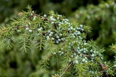 Common juniper