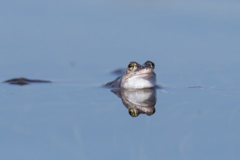 Blue moor frog
