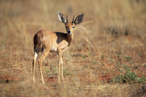 Steenbok