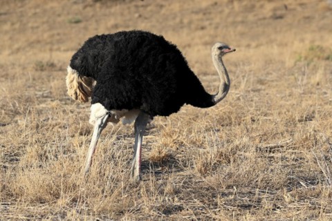 South African ostrich