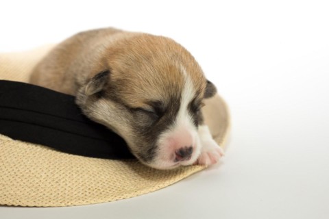 Ten days old puppies of the Welsh Corgi Pembroke