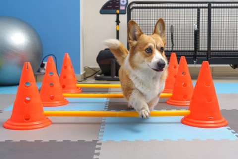 Dog rehabilitation under human care. Animal health