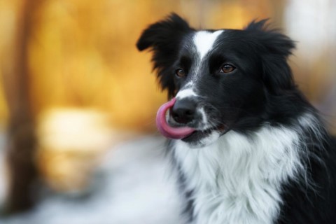A Border Collie dog poses and shows various tricks in a somewhat wintery setting. Little snow