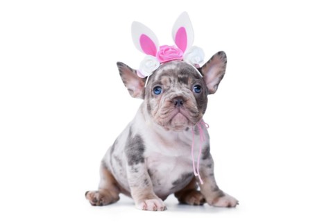 Cute merle French Bulldog dog puppy with Easter bunny headband on white background