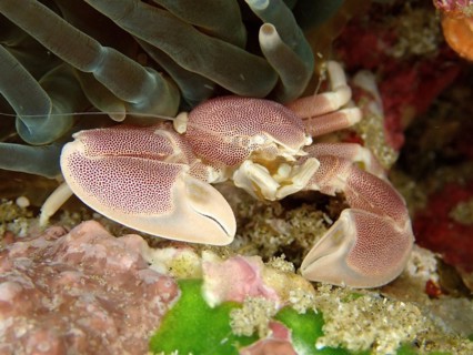 Spotted Porcelain Crab
