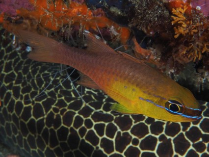 Golden-bellied cardinalfish