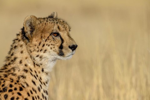 Cheetah