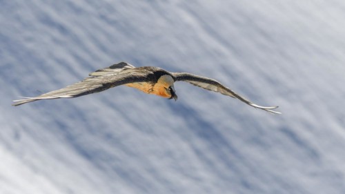Bearded vulture