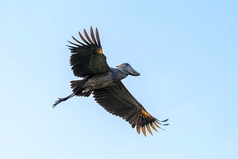 Shoebill