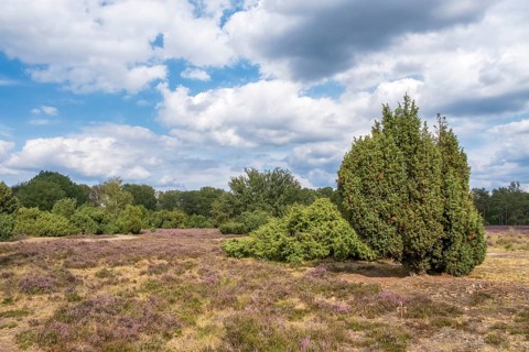 Buurserzand Nature Reserve