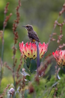 Cape sugarbird