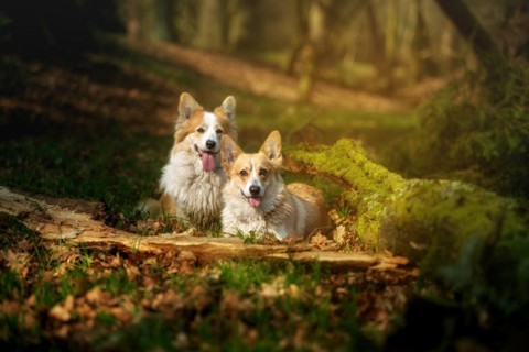 Two Pembroke Welsh Corgi dogs are in the middle of a beautiful forest. Poland