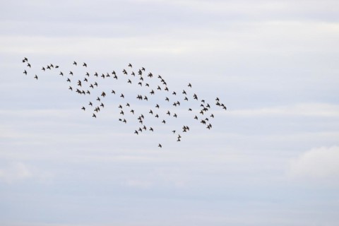 Common starling