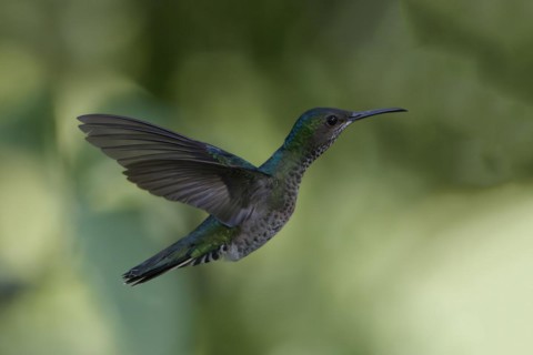 Female White necked Jacobin