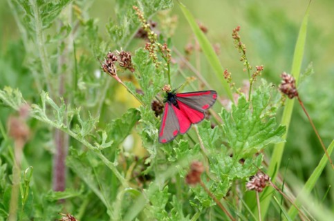 Cinnabar moth