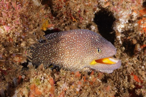 Close-up of starry moray