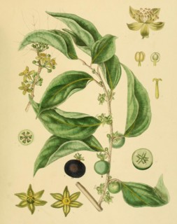 Aberia gardneri