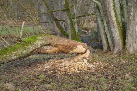 Beaver