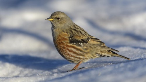 Alpine Accentor