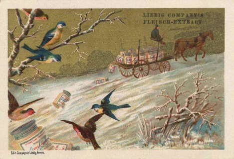 Series of pictures Birds in Situations