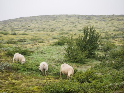 Sheep