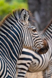 Plains Zebra of the subspecies crawshay's zebra