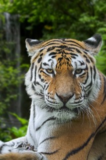 Siberian tiger