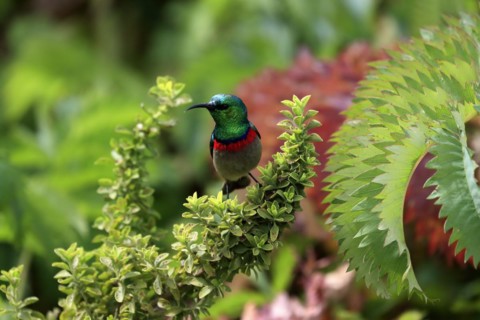 Cape Sunbird