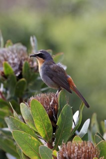 Cape robin-chat