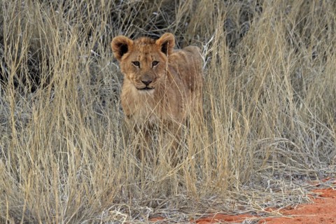 Lion