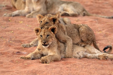 Lion