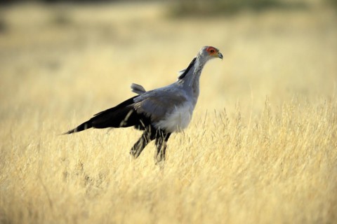 Secretary bird